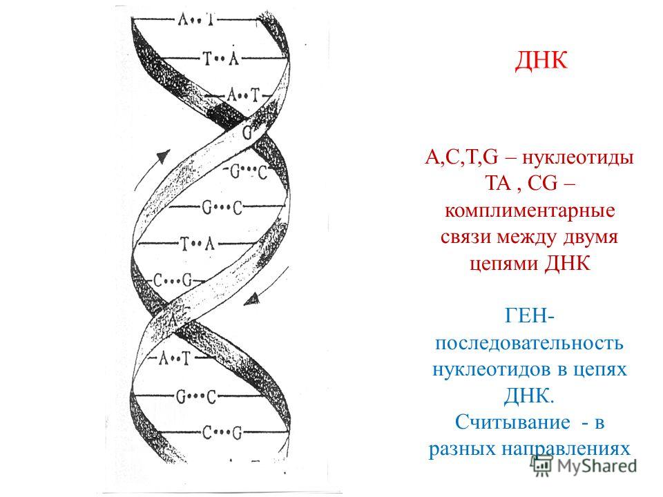 A,C,T,G – нуклеотиды TA, CG – комплиментарные связи между двумя цепями ДНК ГЕН- последовательность нуклеотидов в цепях ДНК. Считывание - в разных направлениях ДНК