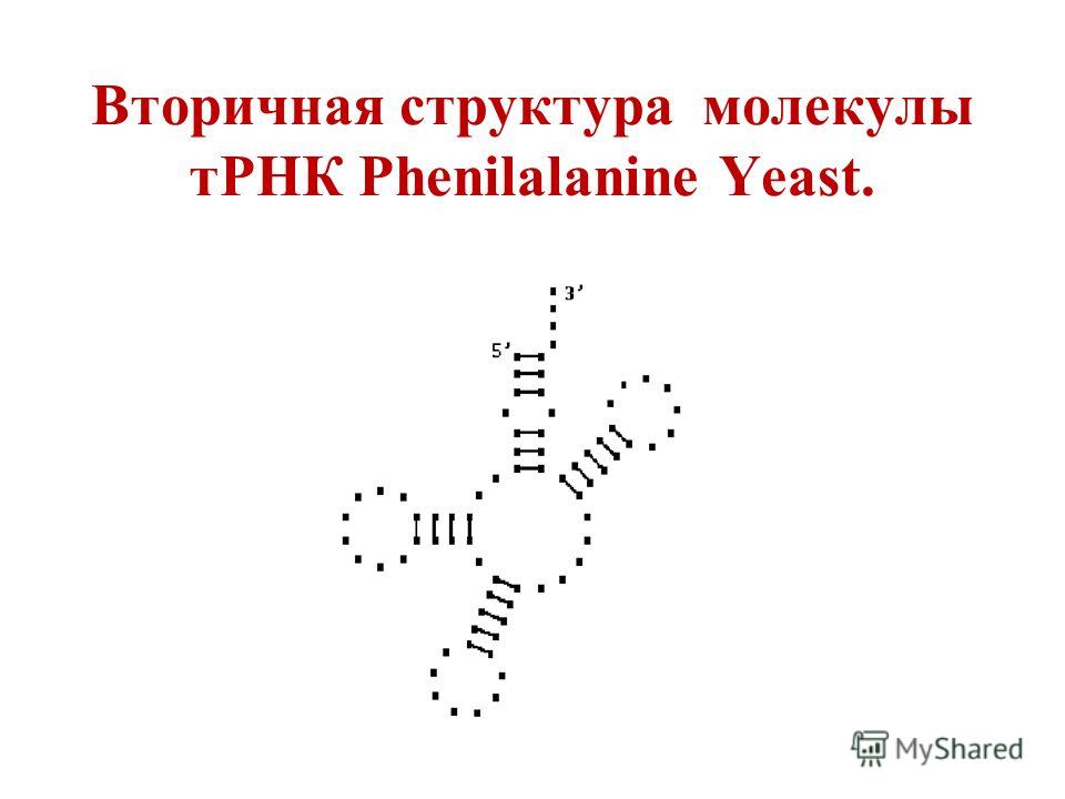 Вторичная структура молекулы тРНК Phenilalanine Yeast.