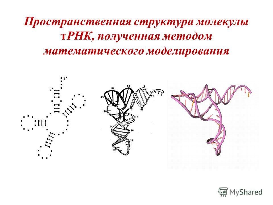 Пространственная структура молекулы тРНК, полученная методом математического моделирования