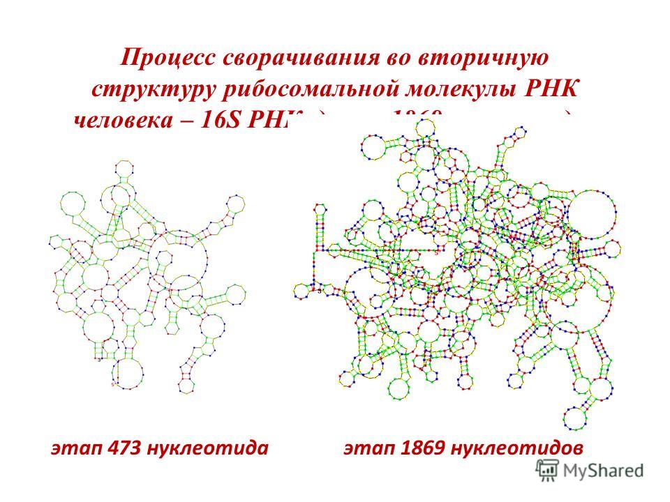 Процесс сворачивания во вторичную структуру рибосомальной молекулы РНК человека – 16S РНК, длина 1869 нуклеотидов этап 1869 нуклеотидов этап 473 нуклеотида