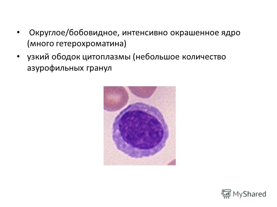 Округлое/бобовидное, интенсивно окрашенное ядро (много гетерохроматина) узкий ободок цитоплазмы (небольшое количество азурофильных гранул