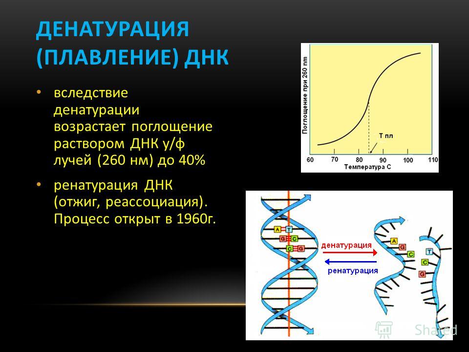 вследствие денатурации возрастает поглощение раствором ДНК у/ф лучей (260 нм) до 40% ренатурация ДНК (отжиг, реассоциация). Процесс открыт в 1960г. ДЕНАТУРАЦИЯ (ПЛАВЛЕНИЕ) ДНК