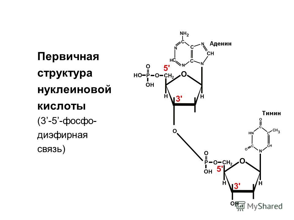 Первичная структура нуклеиновой кислоты (3-5-фосфо- диэфирная связь)