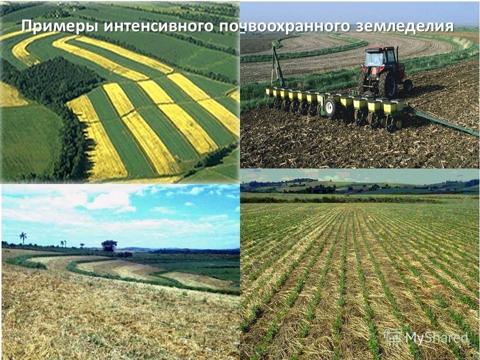 Примеры интенсивного почвоохранного земледелия