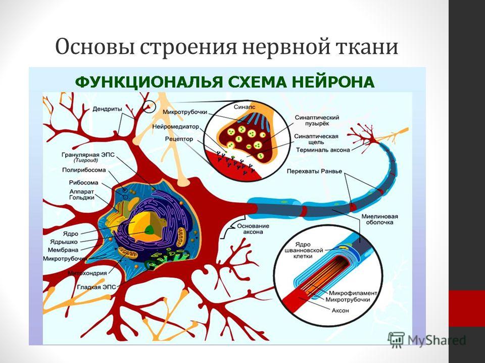 Основы строения нервной ткани