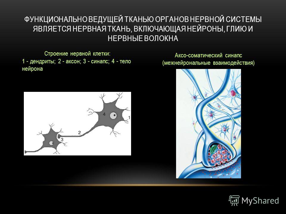 ФУНКЦИОНАЛЬНО ВЕДУЩЕЙ ТКАНЬЮ ОРГАНОВ НЕРВНОЙ СИСТЕМЫ ЯВЛЯЕТСЯ НЕРВНАЯ ТКАНЬ, ВКЛЮЧАЮЩАЯ НЕЙРОНЫ, ГЛИЮ И НЕРВНЫЕ ВОЛОКНА Строение нервной клетки: 1 - дендриты; 2 - аксон; 3 - синапс; 4 - тело нейрона Аксо-соматический синапс (межнейрональные взаимодей