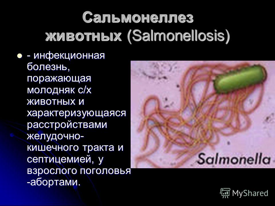 Сальмонеллез животных (Salmonellosis) - инфекционная болезнь, поражающая молодняк с/х животных и характеризующаяся расстройствами желудочно- кишечного тракта и септицемией, у взрослого поголовья -абортами. - инфекционная болезнь, поражающая молодняк 