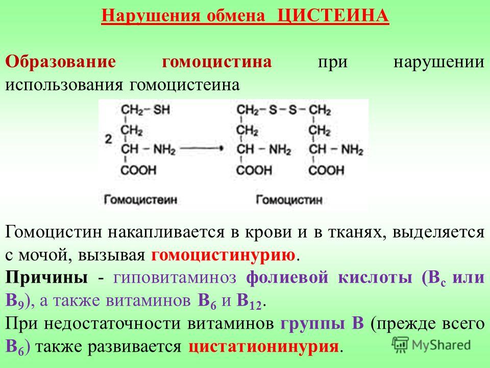 Гомоцистеин Понижен При Диете Форум