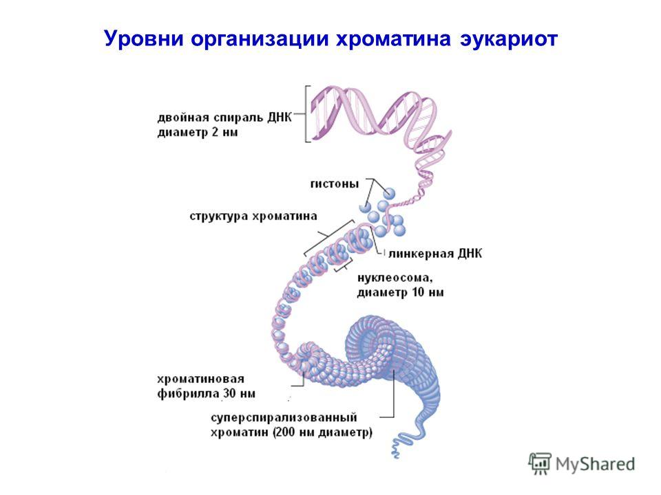Уровни организации хроматина эукариот
