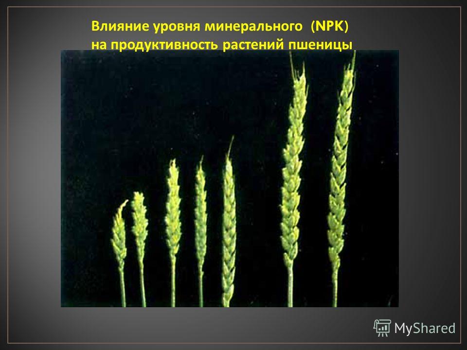 Влияние уровня минерального (NPK) на продуктивность растений пшеницы