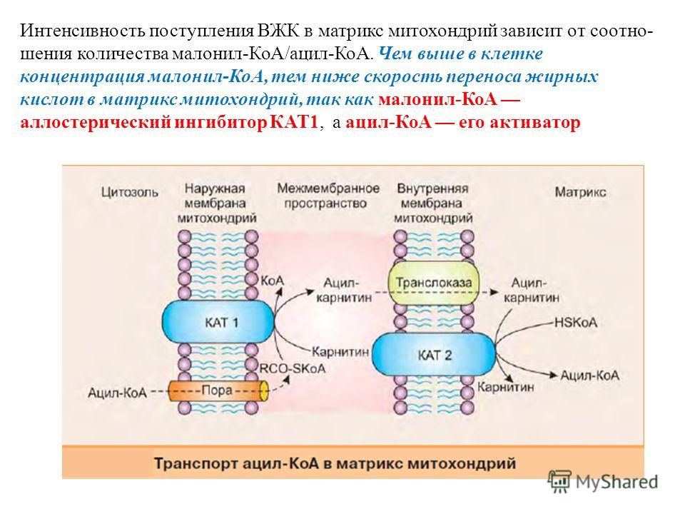 Интенсивность поступления ВЖК в матрикс митохондрий зависит от соотно- шения количества малонил-КоА/ацил-КоА. Чем выше в клетке концентрация малонил-КоА, тем ниже скорость переноса жирных кислот в матрикс митохондрий, так как малонил-КоА аллостеричес