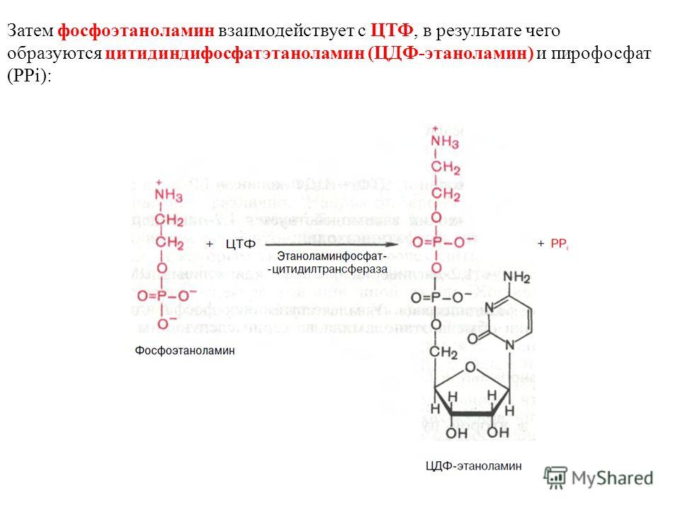 Затем фосфоэтаноламин взаимодействует с ЦТФ, в результате чего образуются цитидиндифосфатэтаноламин (ЦДФ-этаноламин) и пирофосфат (PPi):