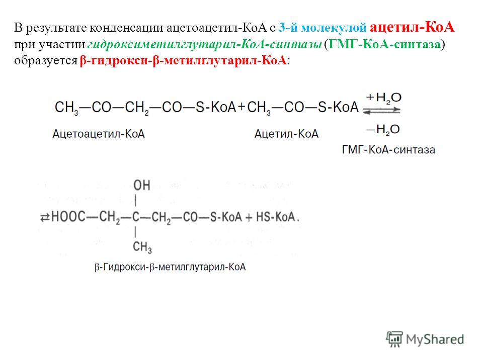 В результате конденсации ацетоацетил-КоА с 3-й молекулой ацетил-КоА при участии гидроксиметилглутарил-КоА-синтазы (ГМГ-КоА-синтаза) образуется β-гидрокси-β-метилглутарил-КоА:
