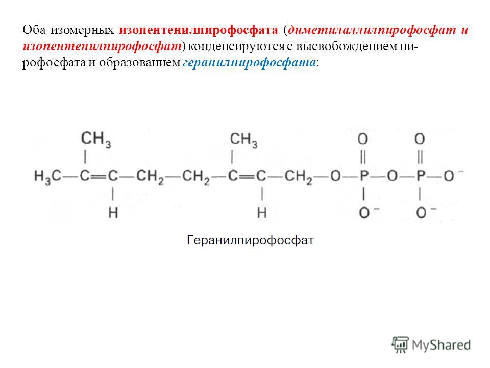 Оба изомерных изопентенилпирофосфата (диметилаллилпирофосфат и изопентенилпирофосфат) конденсируются с высвобождением пи- рофосфата и образованием геранилпирофосфата: