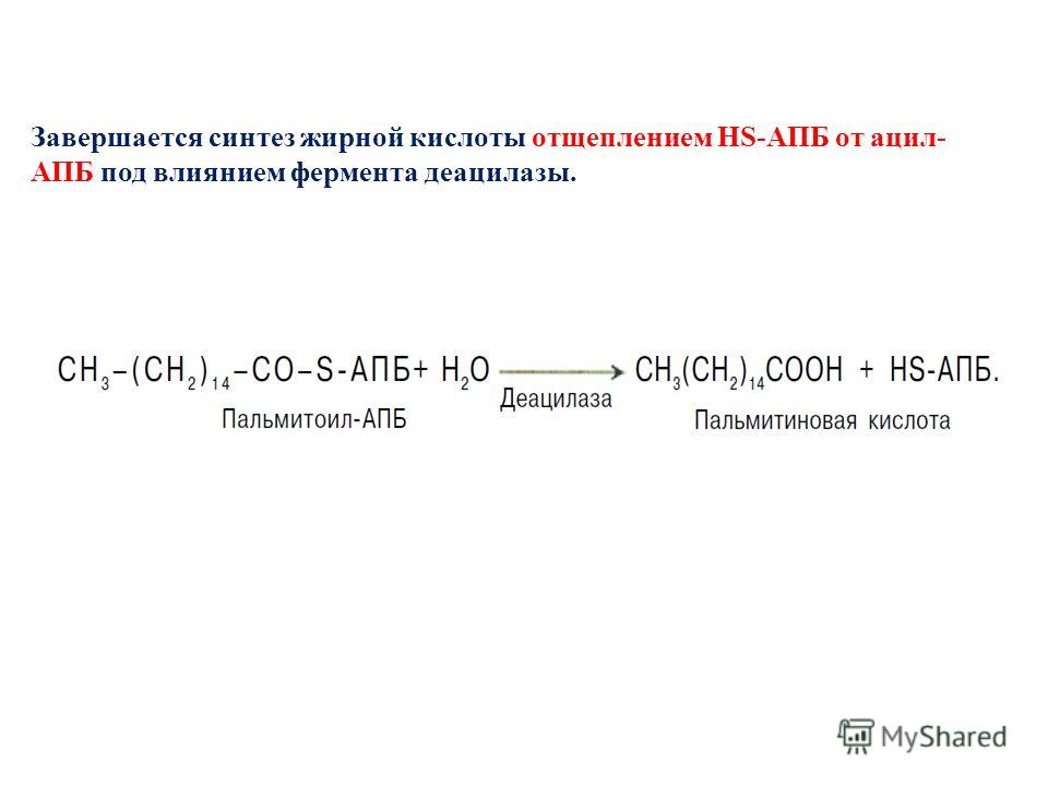 Завершается синтез жирной кислоты отщеплением HS-АПБ от ацил- АПБ под влиянием фермента деацилазы.
