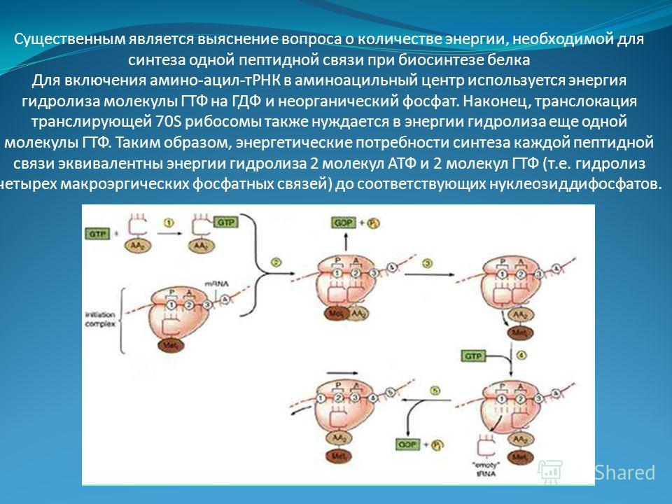Существенным является выяснение вопроса о количестве энергии, необходимой для синтеза одной пептидной связи при биосинтезе белка Для включения амино-ацил-тРНК в аминоацильный центр используется энергия гидролиза молекулы ГТФ на ГДФ и неорганический ф