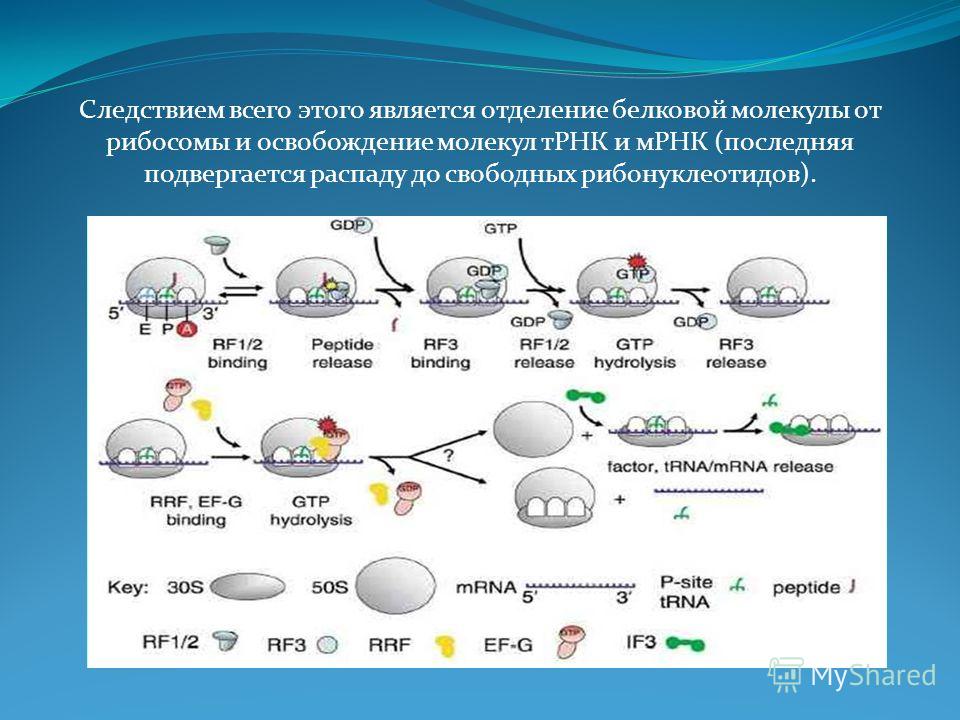 Следствием всего этого является отделение белковой молекулы от рибосомы и освобождение молекул тРНК и мРНК (последняя подвергается распаду до свободных рибонуклеотидов).