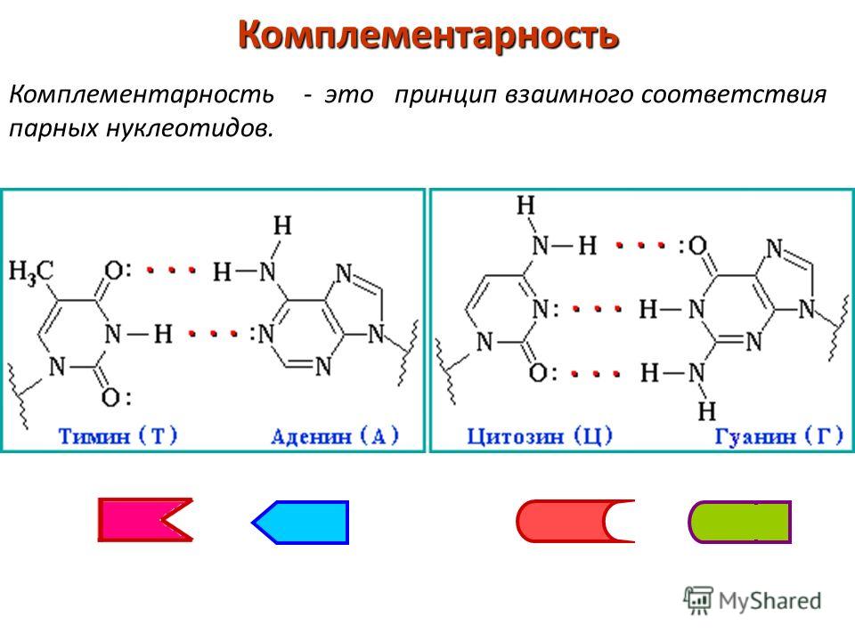 Комплементарность Комплементарность - это принцип взаимного соответствия парных нуклеотидов.