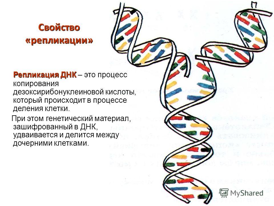 Свойство «репликации» Репликация ДНК Репликация ДНК – это процесс копирования дезоксирибонуклеиновой кислоты, который происходит в процессе деления клетки. При этом генетический материал, зашифрованный в ДНК, удваивается и делится между дочерними кле