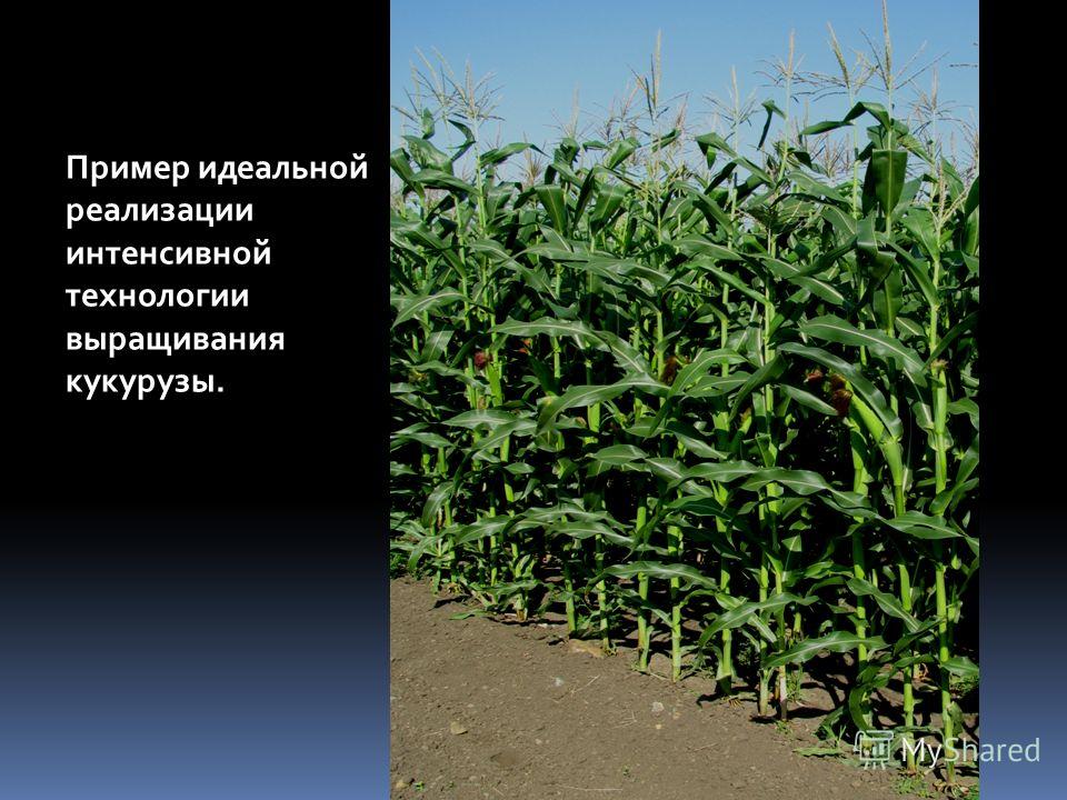 Пример идеальной реализации интенсивной технологии выращивания кукурузы.