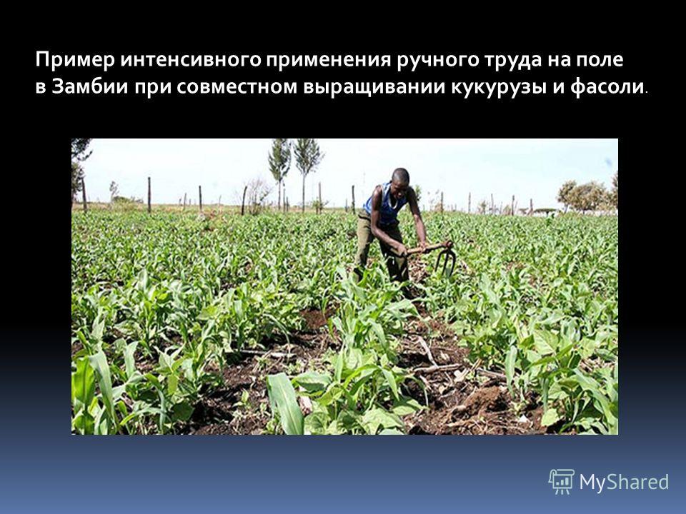 Пример интенсивного применения ручного труда на поле в Замбии при совместном выращивании кукурузы и фасоли.