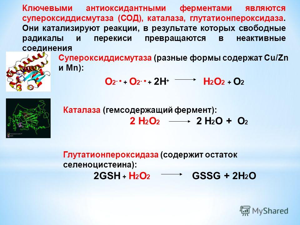 Ключевыми антиоксидантными ферментами являются супероксиддисмутаза (СОД), каталаза, глутатионпероксидаза. Они катализируют реакции, в результате которых свободные радикалы и перекиси превращаются в неактивные соединения Супероксиддисмутаза (разные фо