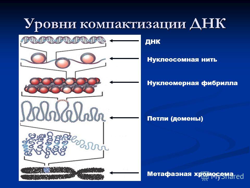 Уровни компактизации ДНК ДНК Нуклеосомная нить Нуклеомерная фибрилла Петли (домены) Метафазная хромосома