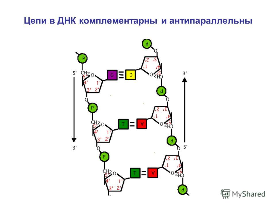 Цепи в ДНК комплементарны и антипараллельны