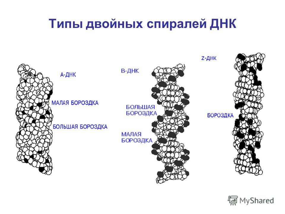 Типы двойных спиралей ДНК
