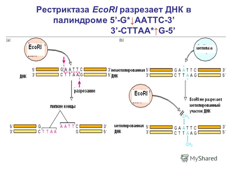 Рестриктаза EcoRI разрезает ДНК в палиндроме 5-G*AATTC-3 3-CTTAA* G-5