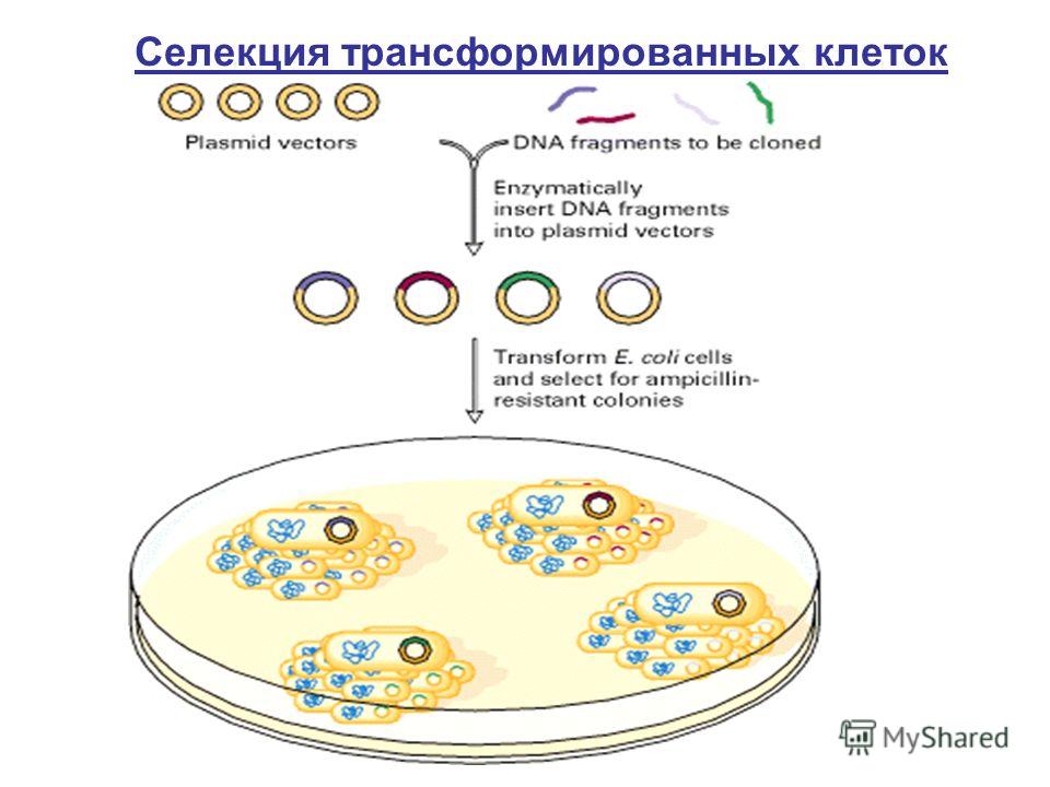 Селекция трансформированных клеток