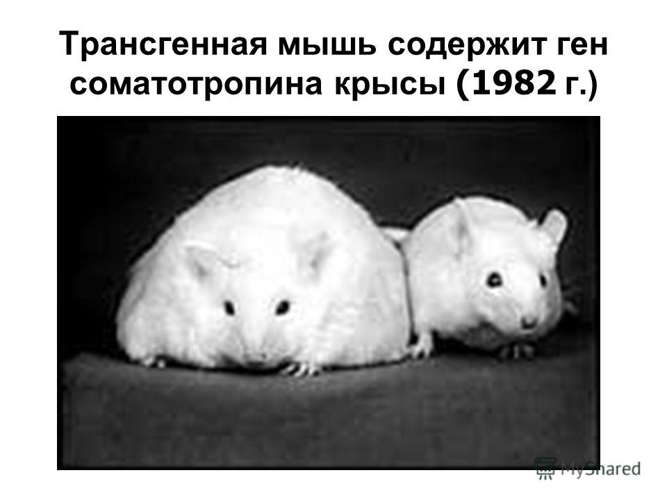 Трансгенная мышь содержит ген соматотропина крысы (1982 г.)