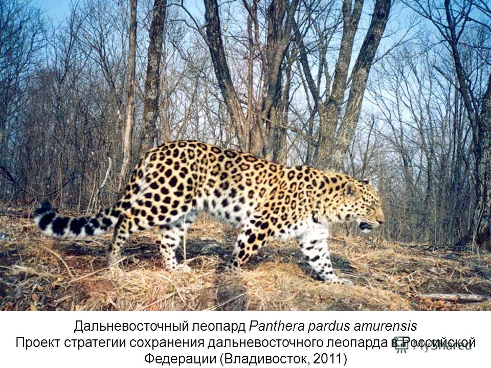 Дальневосточный леопард Panthera pardus amurensis Проект стратегии сохранения дальневосточного леопарда в Российской Федерации (Владивосток, 2011)