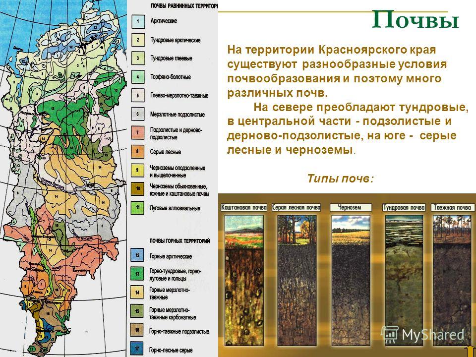 Почвы На территории Красноярского края существуют разнообразные условия почвообразования и поэтому много различных почв. На севере преобладают тундровые, в центральной части - подзолистые и дерново-подзолистые, на юге - серые лесные и черноземы. Типы
