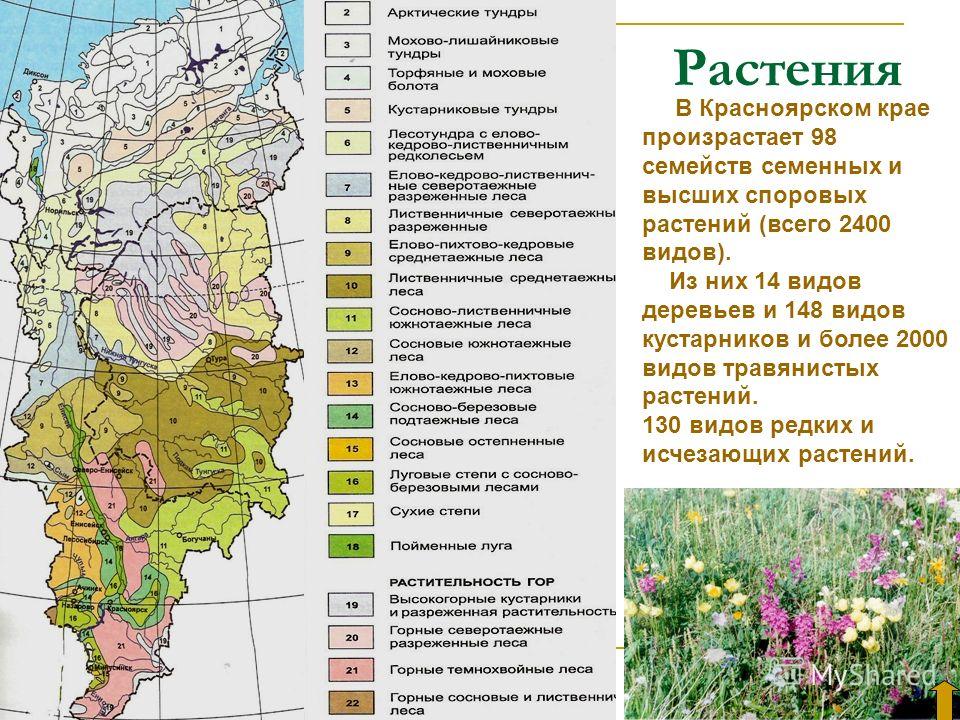 Растения В Красноярском крае произрастает 98 семейств семенных и высших споровых растений (всего 2400 видов). Из них 14 видов деревьев и 148 видов кустарников и более 2000 видов травянистых растений. 130 видов редких и исчезающих растений.