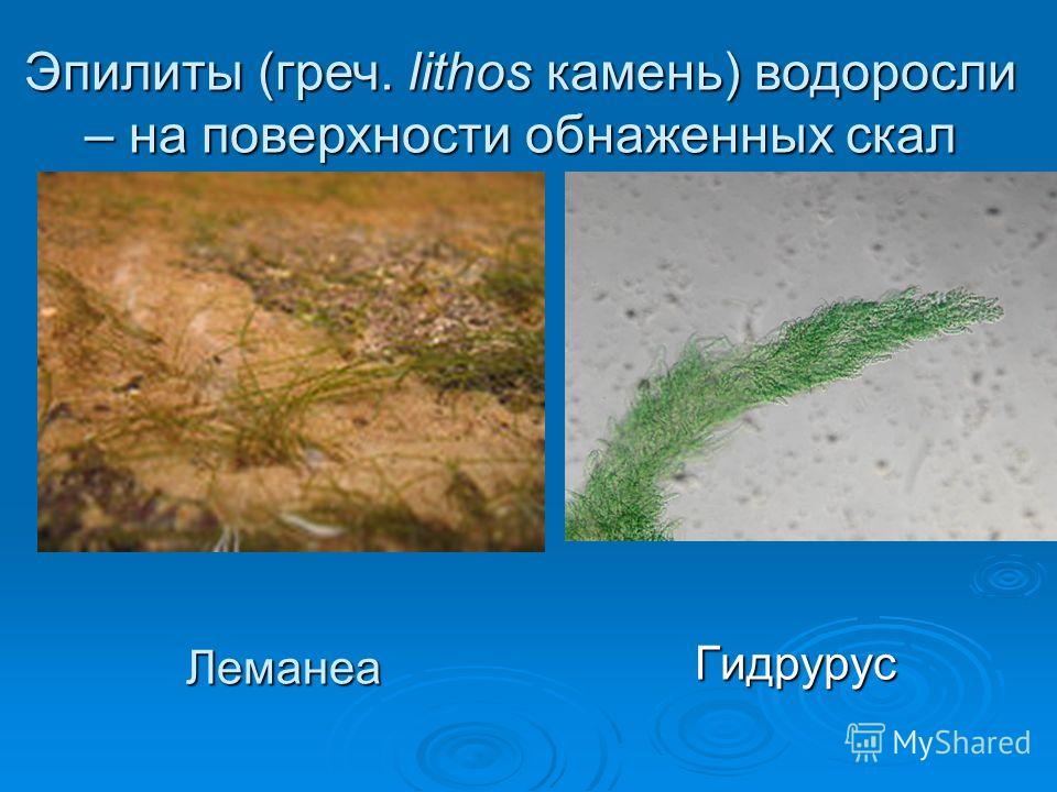 ЛеманеаГидрурус Эпилиты (греч. lithos камень) водоросли – на поверхности обнаженных скал