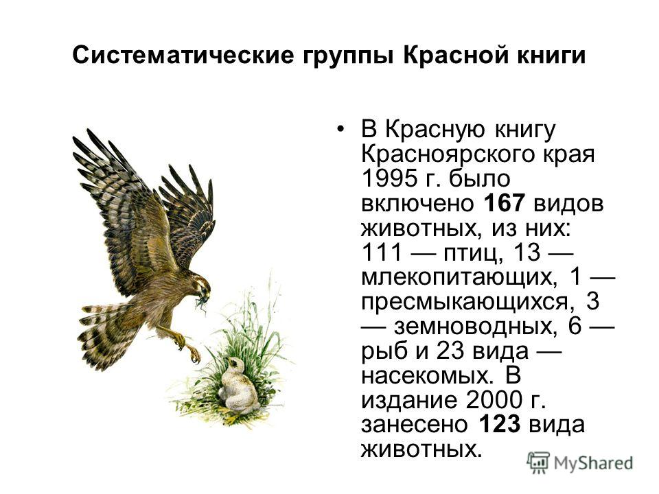 Систематические группы Красной книги В Красную книгу Красноярского края 1995 г. было включено 167 видов животных, из них: 111 птиц, 13 млекопитающих, 1 пресмыкающихся, 3 земноводных, 6 рыб и 23 вида насекомых. В издание 2000 г. занесено 123 вида живо