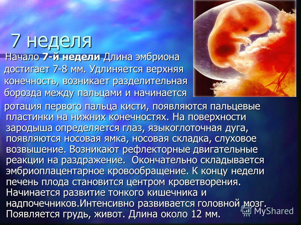 7 неделя Начало 7-й недели Длина эмбриона Начало 7-й недели Длина эмбриона достигает 7-8 мм. Удлиняется верхняя достигает 7-8 мм. Удлиняется верхняя конечность, возникает разделительная конечность, возникает разделительная борозда между пальцами и на