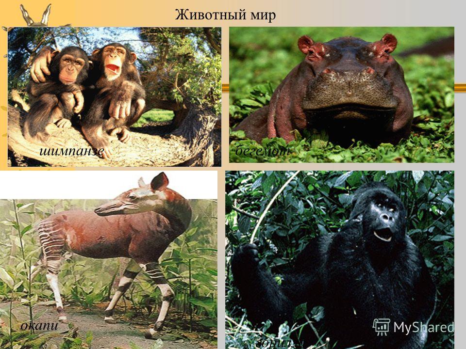 Животный мир шимпанзе окапи горилла бегемот