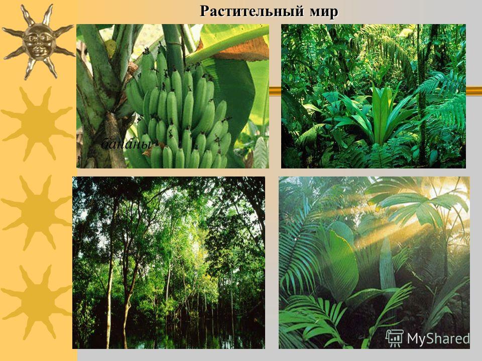 Растительный мир бананы