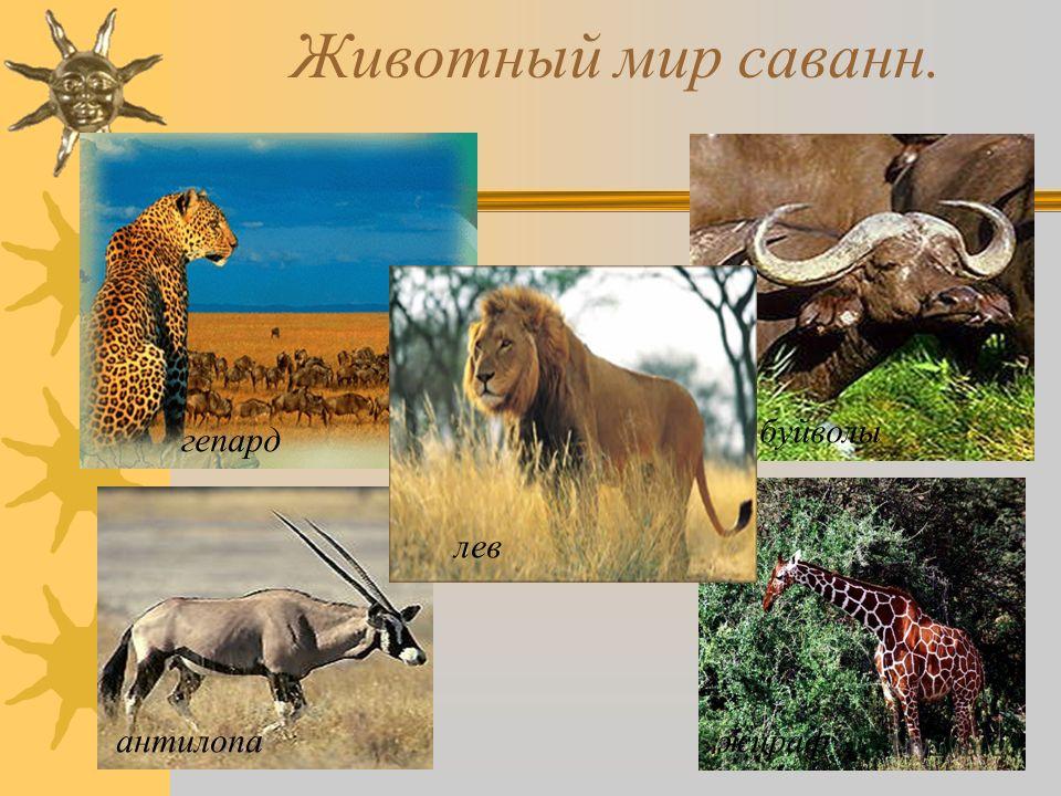 Животный мир саванн. гепард антилопа буйволы жираф лев