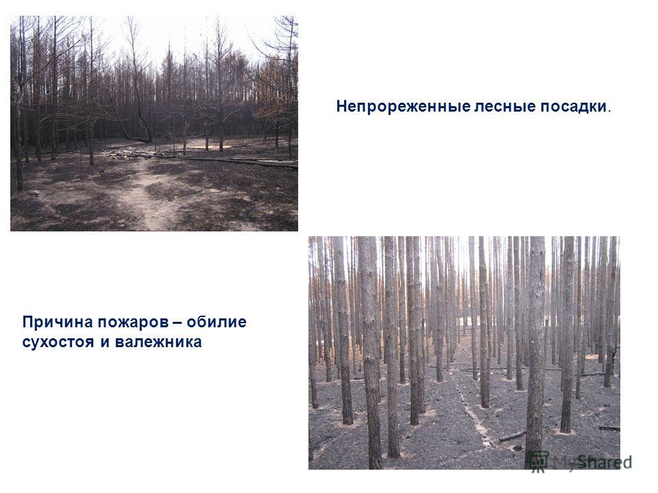 Непрореженные лесные посадки. Причина пожаров – обилие сухостоя и валежника