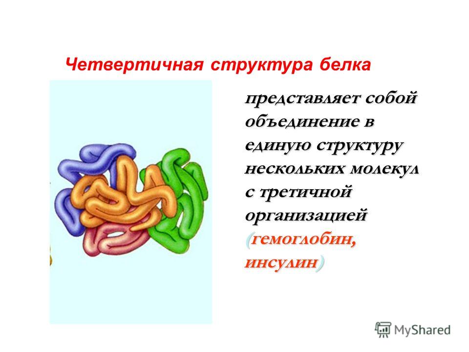 Четвертичная структура белка представляет собой объединение в единую структуру нескольких молекул с третичной организацией (гемоглобин, инсулин) представляет собой объединение в единую структуру нескольких молекул с третичной организацией (гемоглобин