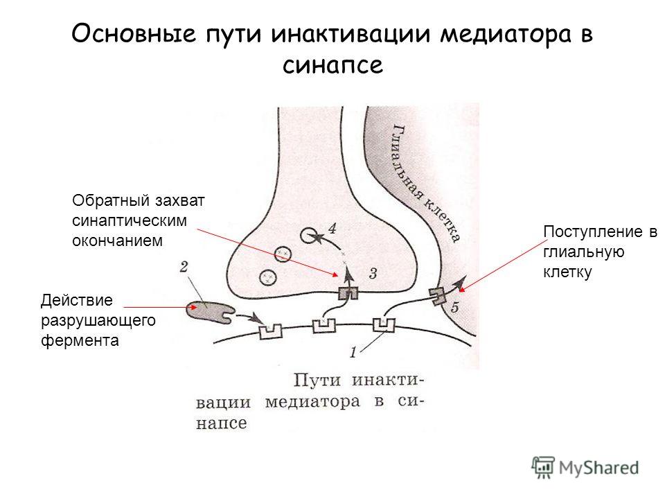 Основные пути инактивации медиатора в синапсе Действие разрушающего фермента Обратный захват синаптическим окончанием Поступление в глиальную клетку