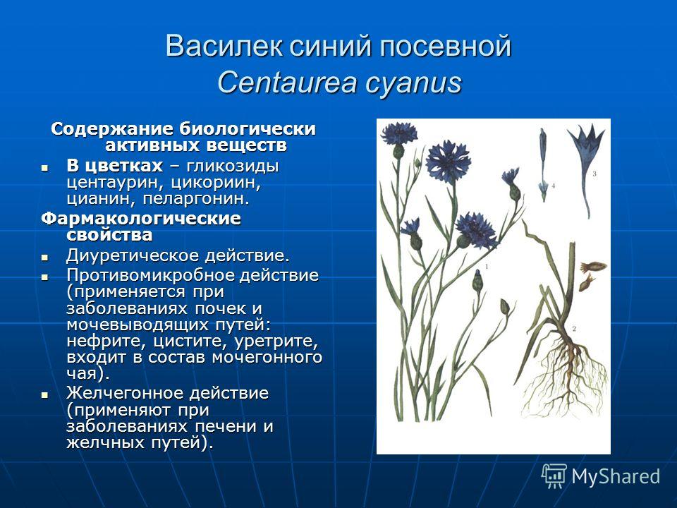 Василек синий посевной Centaurea cyanus Содержание биологически активных веществ В цветках – гликозиды центаурин, цикориин, цианин, пеларгонин. В цветках – гликозиды центаурин, цикориин, цианин, пеларгонин. Фармакологические свойства Диуретическое де