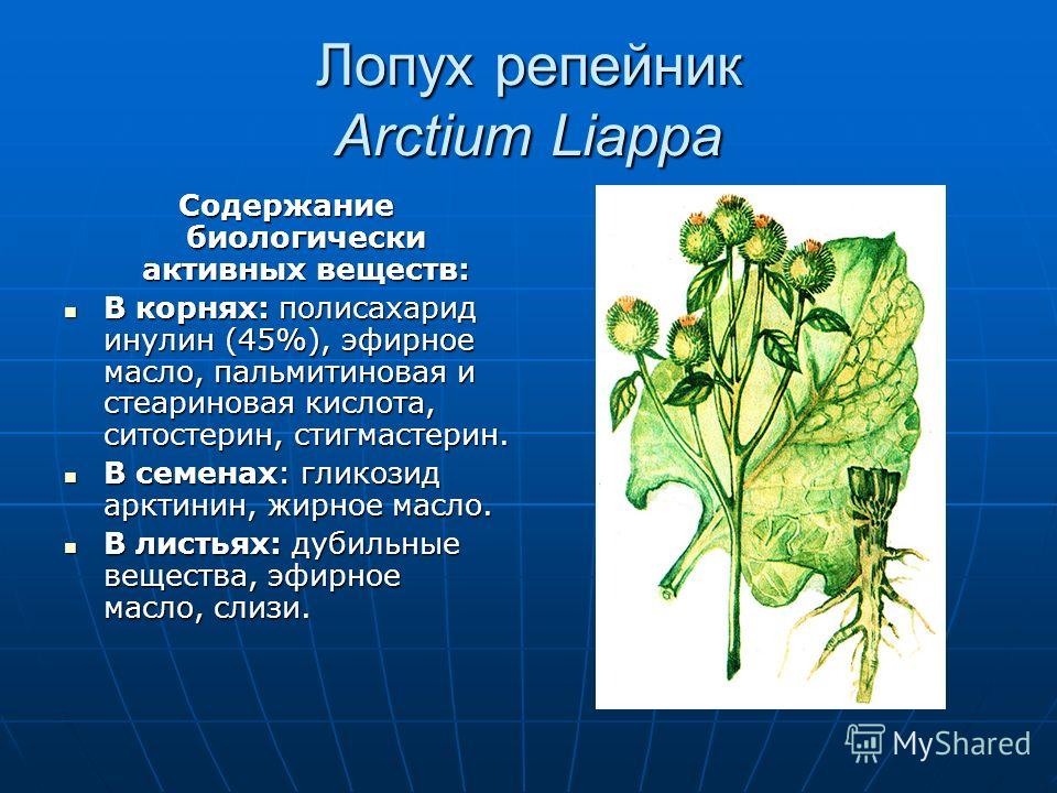 Лопух репейник Arctium Liappa Содержание биологически активных веществ: В корнях: полисахарид инулин (45%), эфирное масло, пальмитиновая и стеариновая кислота, ситостерин, стигмастерин. В корнях: полисахарид инулин (45%), эфирное масло, пальмитиновая