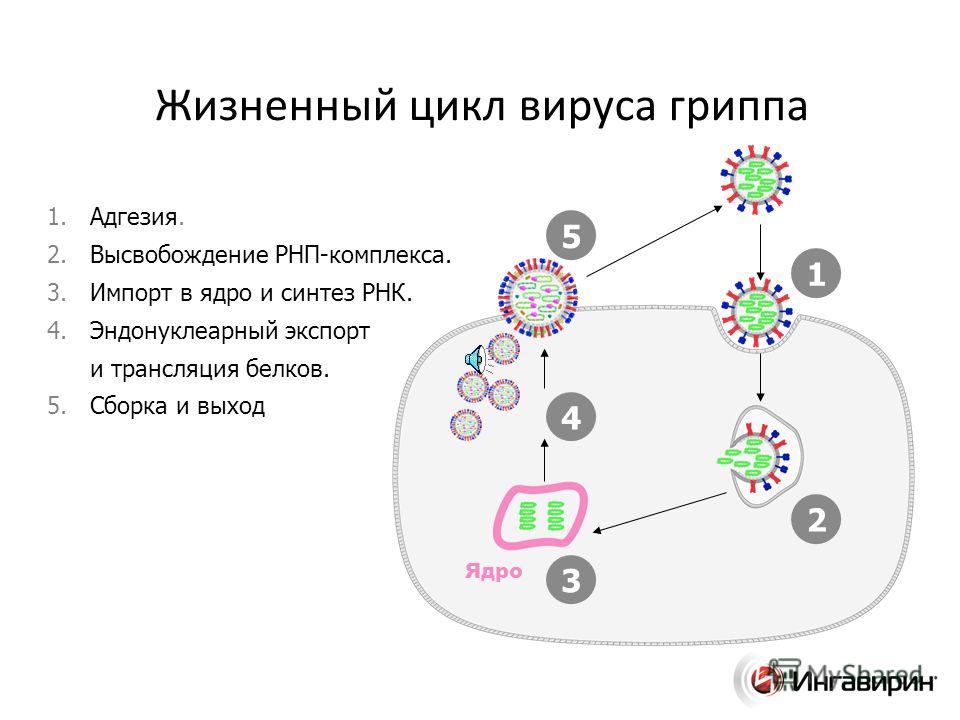Жизненный цикл вируса гриппа Ядро 1. Адгезия. 2. Высвобождение РНП-комплекса. 3. Импорт в ядро и синтез РНК. 4. Эндонуклеарный экспорт и трансляция белков. 5. Сборка и выход 1 2 3 4 5