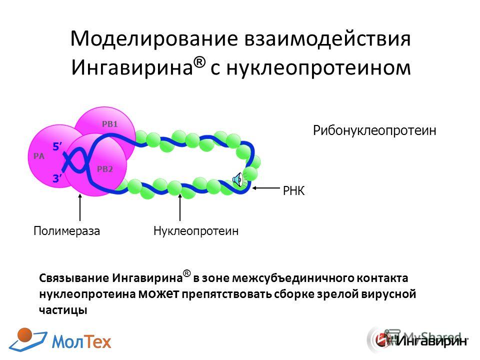 Моделирование взаимодействия Ингавирина ® с нуклеопротеином ПолимеразаНуклеопротеин РНК PA 5 3 PB1 PB2 Рибонуклеопротеин Связывание Ингавирина ® в зоне межсубъединичного контакта нуклеопротеина может препятствовать сборке зрелой вирусной частицы