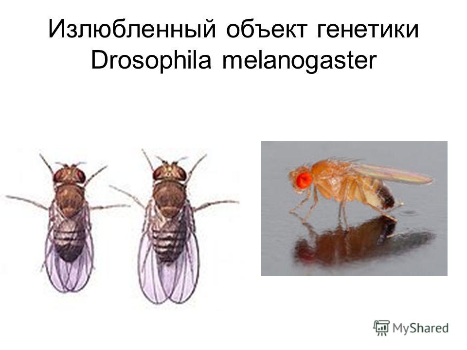 Излюбленный объект генетики Drosophila melanogaster