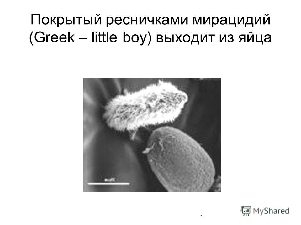 Покрытый ресничками мирацидий (Greek – little boy) выходит из яйца